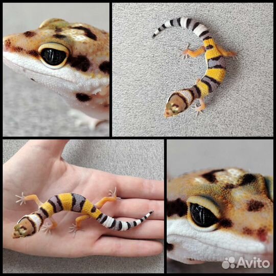 Эублефары 2023