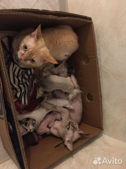 Котята девон-рекс