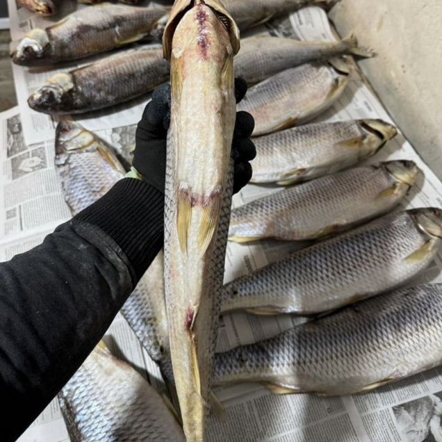 Каспийский кутум, жерех, вобла
