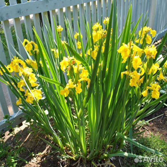 Ирис, Ландыш, Колокольчик, Мелисса, Лилейник