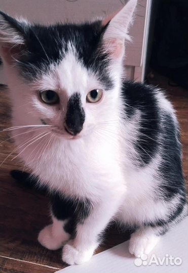 Котенок в добрые руки