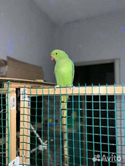 Ожереловый попугай