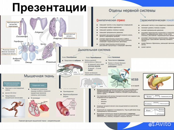 Репетитор по биологии ОГЭ ЕГЭ