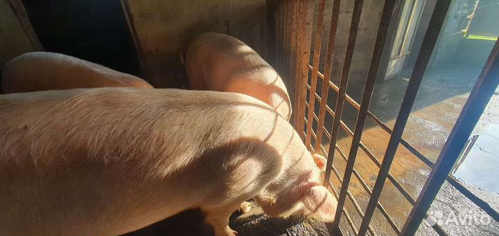 Свиньи живым весом