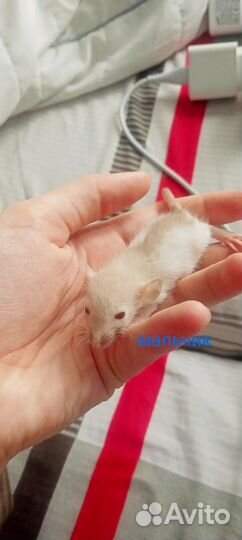 Крысята дамбо