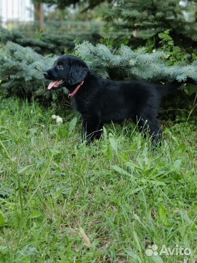 Прямошерстный ретривер