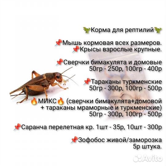 Кормовые сверчки, тараканы, зофобус и тд