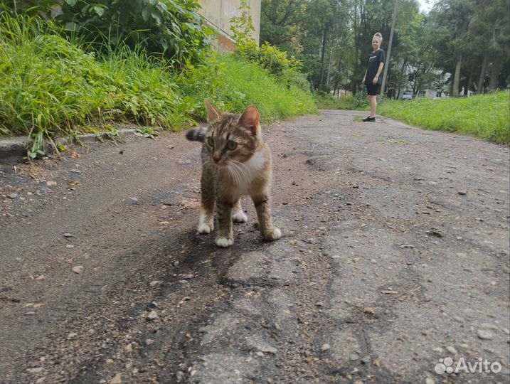 Милая кошечка