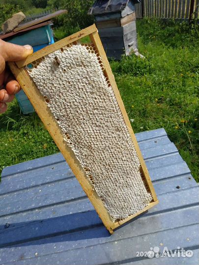 Мёд в сотах