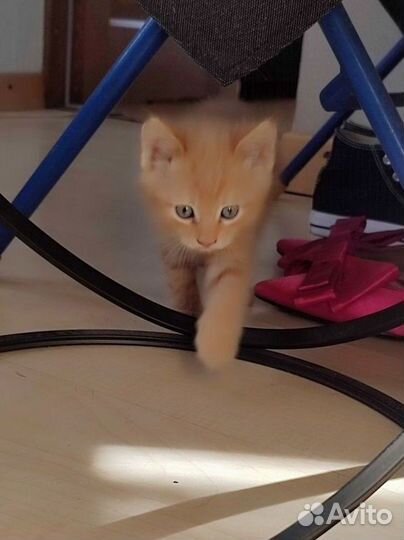 Котёнок мальчик в дар