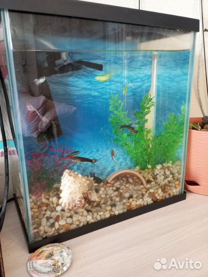 Аквариум