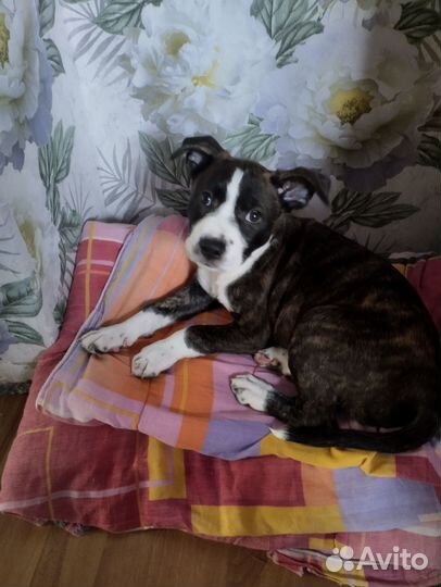 Стаффордширский терьер