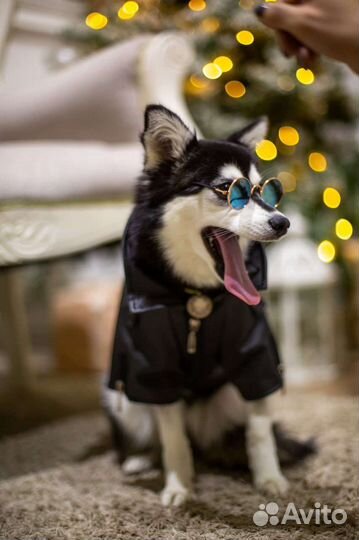 Аляскинский кли кай