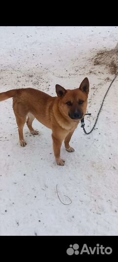 Кобелек необычного раскраса