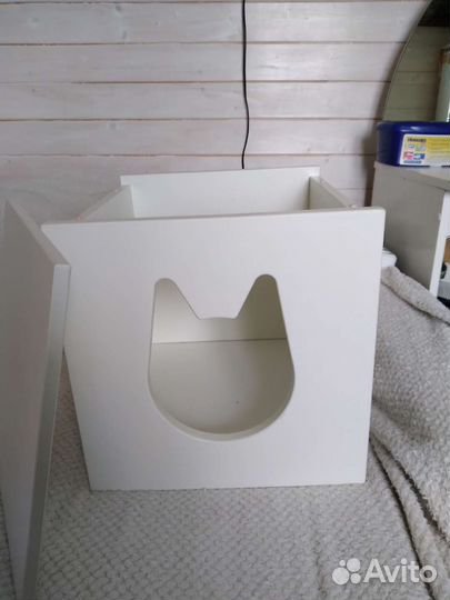 Домашние животные кошки