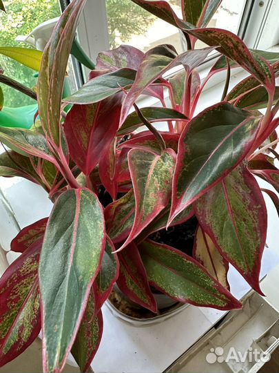 Аглаонема крит