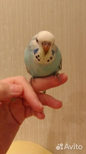 Птенцы волнистый попугай