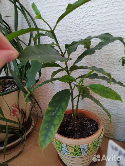 Растения продажа/обмен