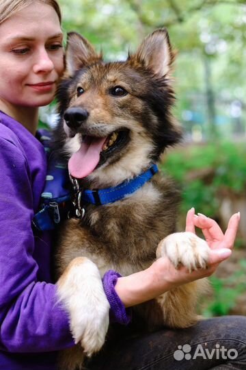 Чудесная собака в добрые руки