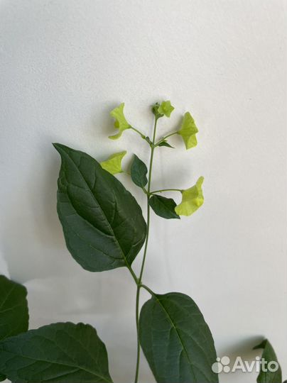 Холмшельдия Citrina