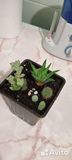 Суккуленты в горшочке