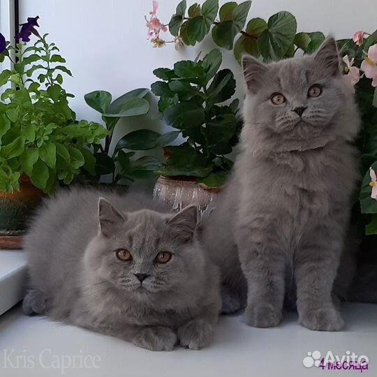 Британские котята