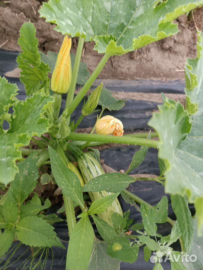 Кабачки домашние
