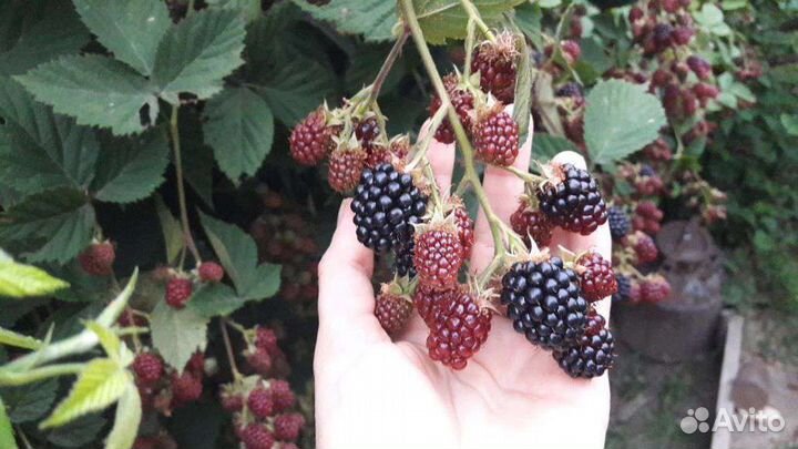 Саженцы ежевики 2хлетние
