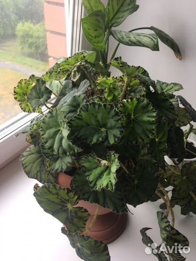 Бегония тигровая