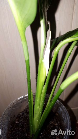 Спатифиллум