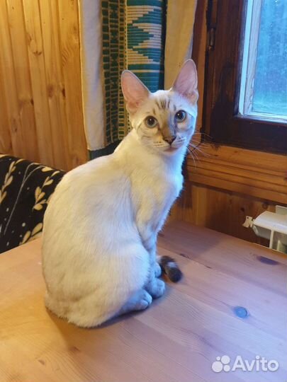 Бенгальский котенок в ответственные руки