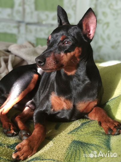 Вязка цвергпинчер