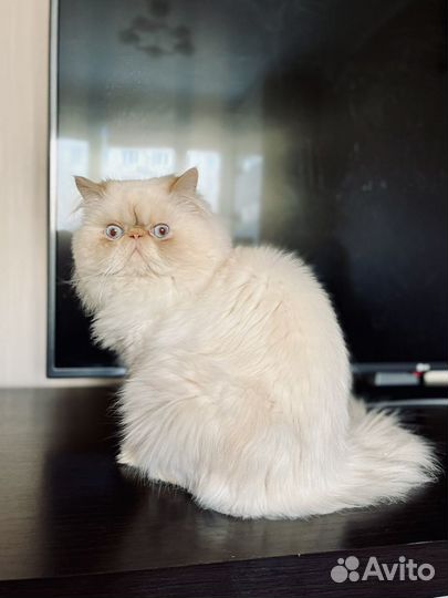 Голубоглазый перс на вязку