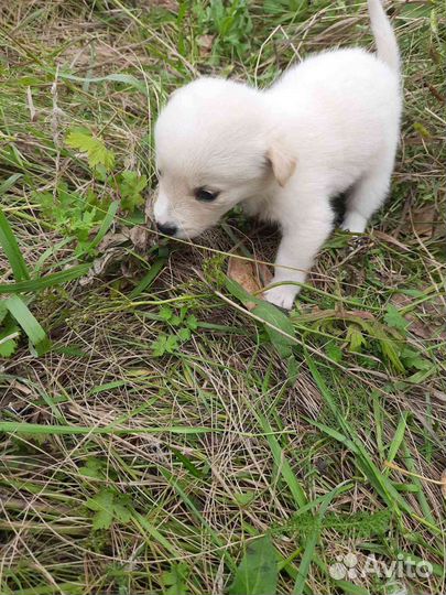 Маленькие собачки в добрые руки
