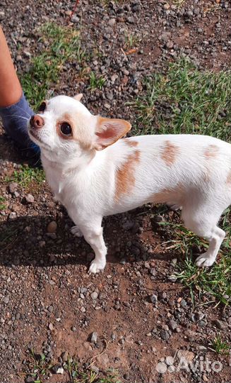 Вязка чихуахуа девочка