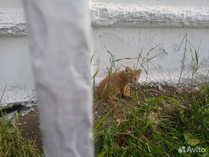 Кошка и котята на стройке