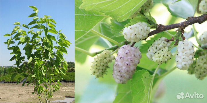 Саженцы шелковицы белой