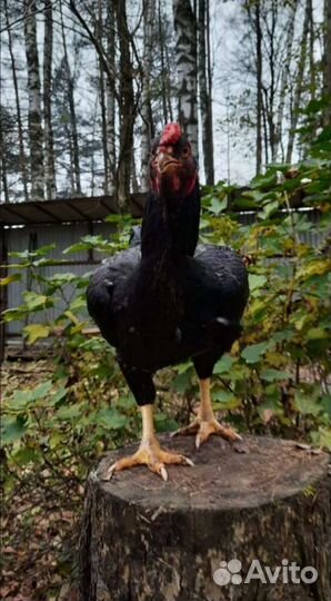 Инкубационное яйцо кур породы корниш