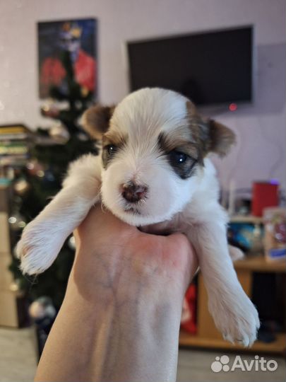 Бивер и биро йорки