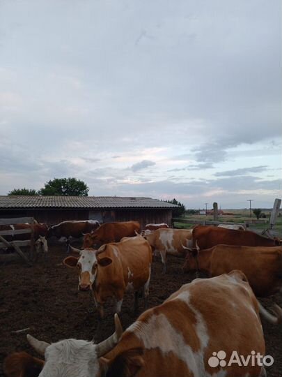 Коровы дойные и телки