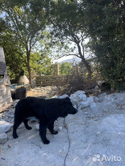 Отдам собаку в добрые руки