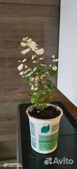 Брейния снежная