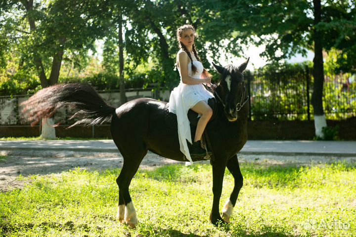 Продается кобыла