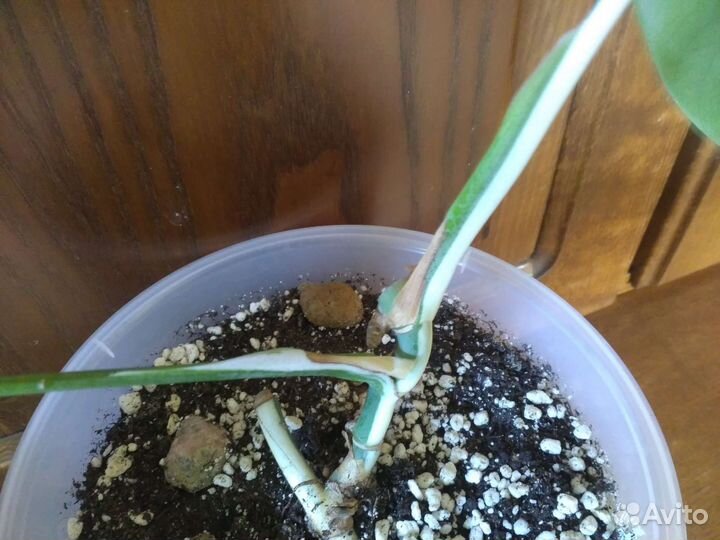 Монстеры Луна, Альба