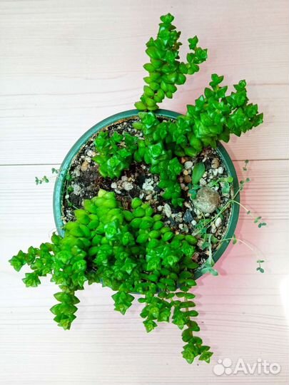 Суккуленты