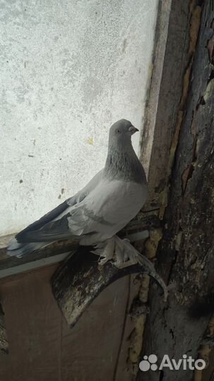 Продажа голубей