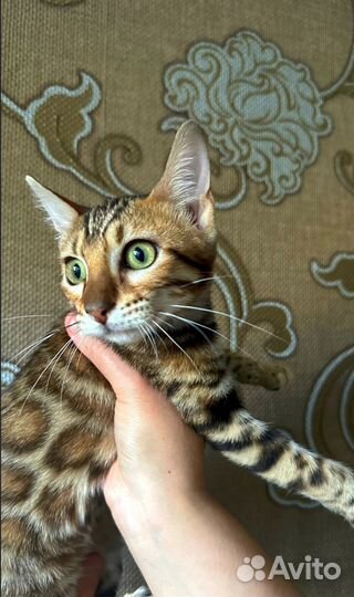 Бенгальские котята