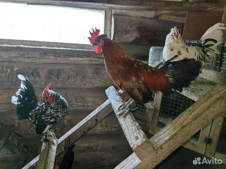 Петухи бентамки