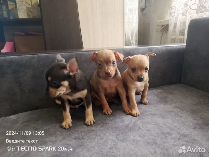 Той-терьер щенки