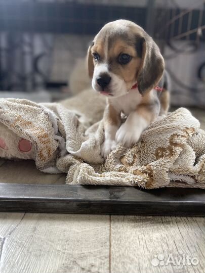 Бигль вязка